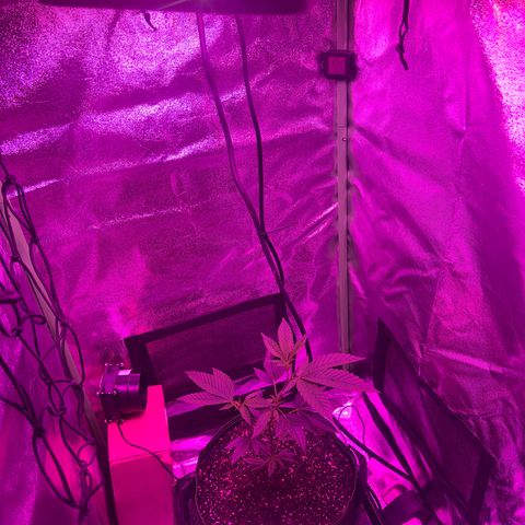 Banger Glue growlog timeline photo