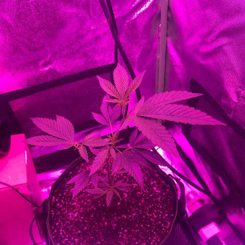 Banger Glue growlog timeline photo
