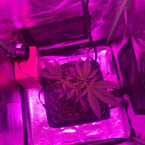 Banger Glue growlog timeline photo