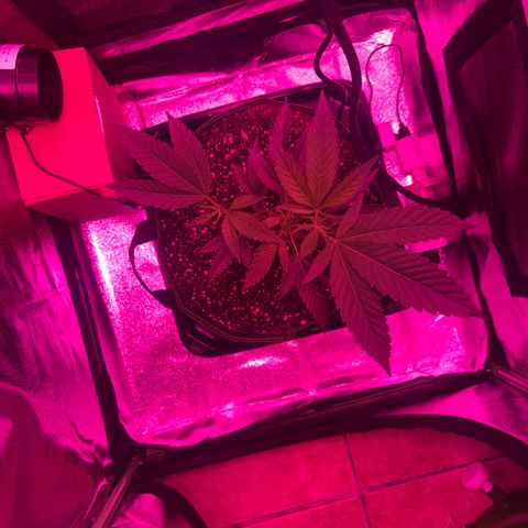 Banger Glue growlog timeline photo