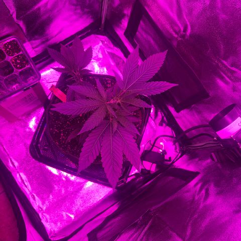 Banger Glue growlog timeline photo