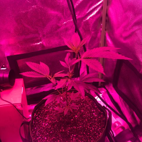 Banger Glue growlog timeline photo