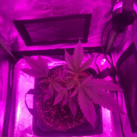 Banger Glue growlog timeline photo