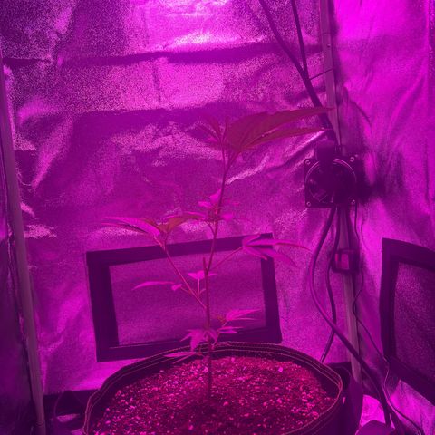 Banger Glue growlog timeline photo