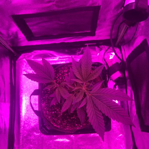 Banger Glue growlog timeline photo