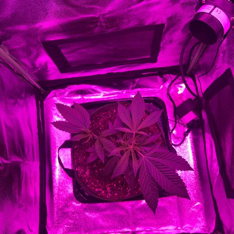 Banger Glue growlog timeline photo