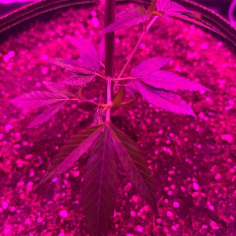 Banger Glue growlog timeline photo