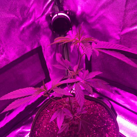Banger Glue growlog timeline photo