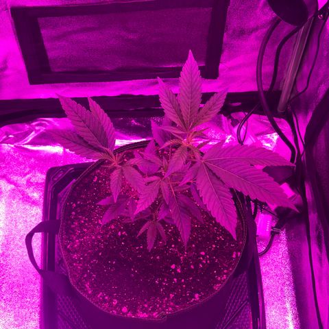 Banger Glue growlog timeline photo