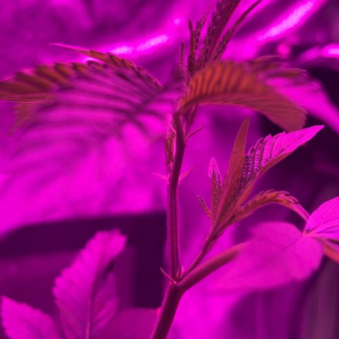Banger Glue growlog timeline photo