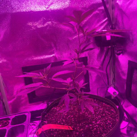 Banger Glue growlog timeline photo