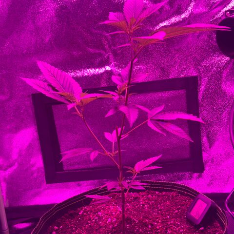 Banger Glue growlog timeline photo