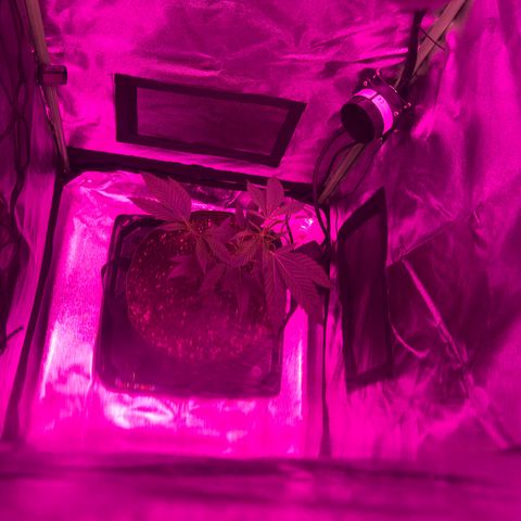 Banger Glue growlog timeline photo