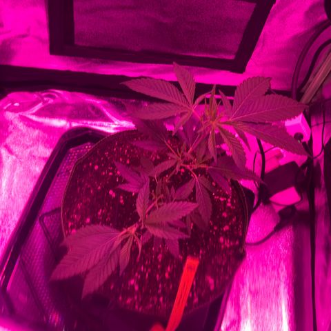 Banger Glue growlog timeline photo