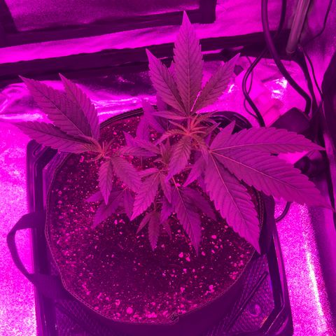 Banger Glue growlog timeline photo
