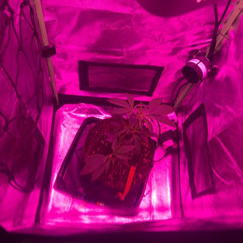 Banger Glue growlog timeline photo
