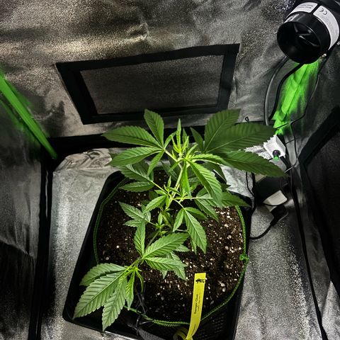 Banger Glue growlog timeline photo