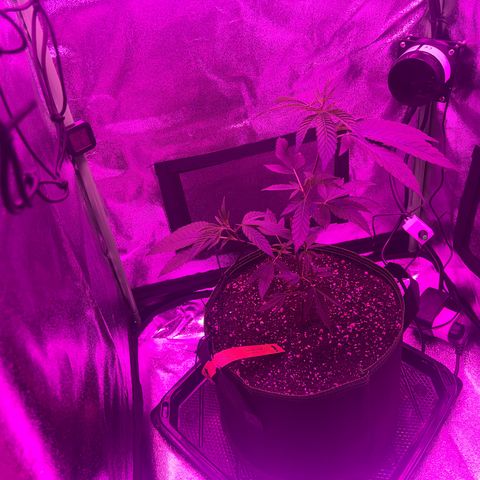 Banger Glue growlog timeline photo