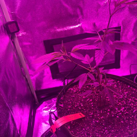 Banger Glue growlog timeline photo