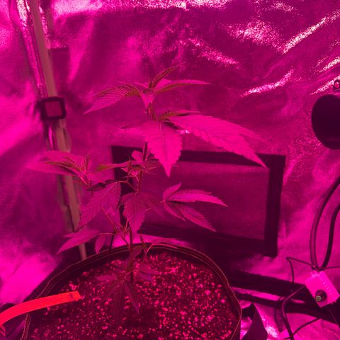 Banger Glue growlog timeline photo