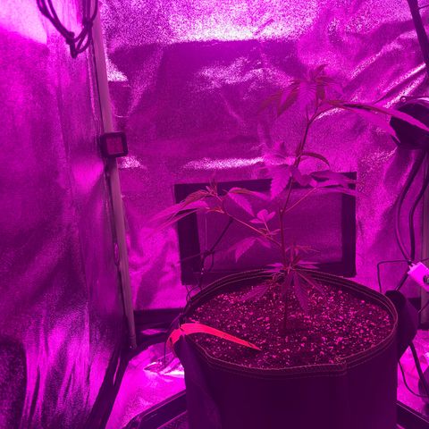 Banger Glue growlog timeline photo