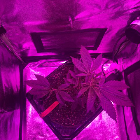 Banger Glue growlog timeline photo