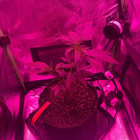 Banger Glue growlog timeline photo