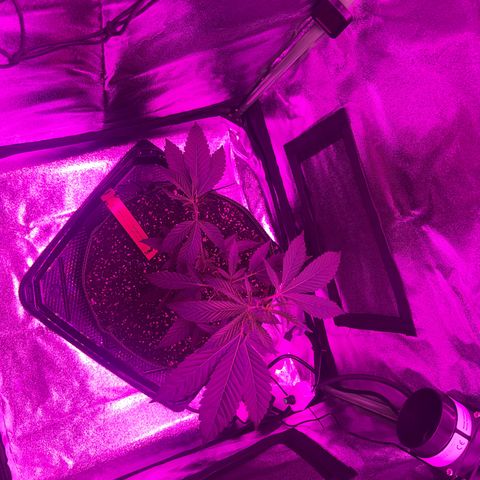 Banger Glue growlog timeline photo