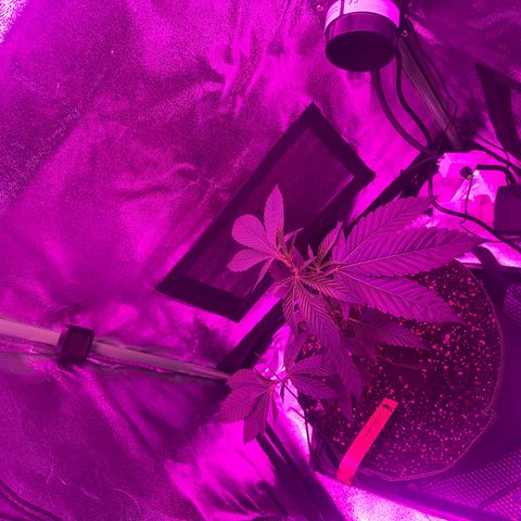 Banger Glue growlog timeline photo