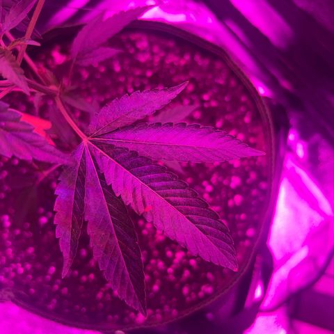 Banger Glue growlog timeline photo