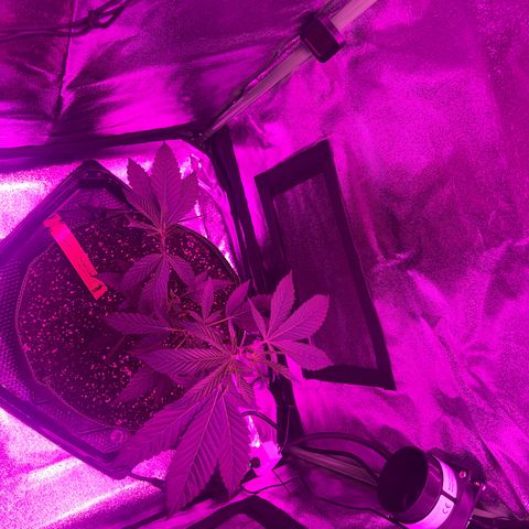 Banger Glue growlog timeline photo