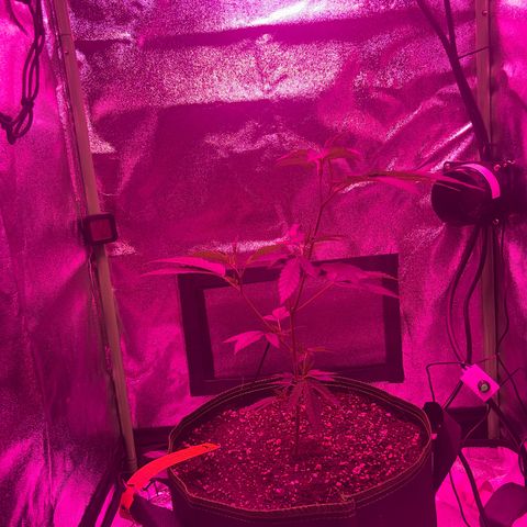 Banger Glue growlog timeline photo