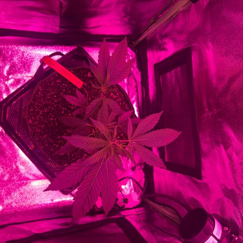 Banger Glue growlog timeline photo