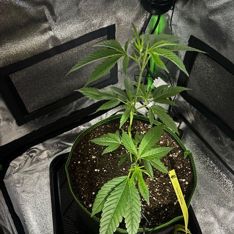 Banger Glue growlog timeline photo