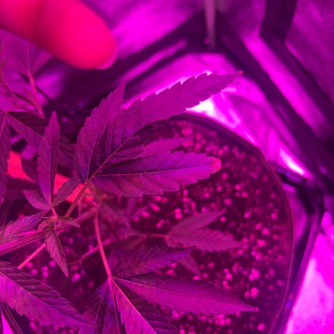 Banger Glue growlog timeline photo