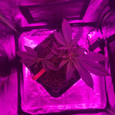 Banger Glue growlog timeline photo