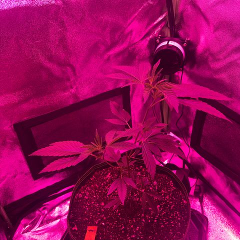 Banger Glue growlog timeline photo