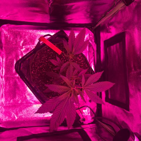Banger Glue growlog timeline photo