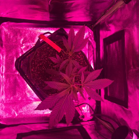 Banger Glue growlog timeline photo