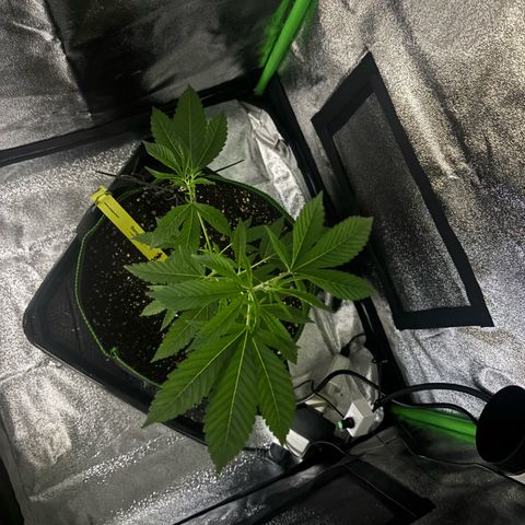 Banger Glue growlog timeline photo