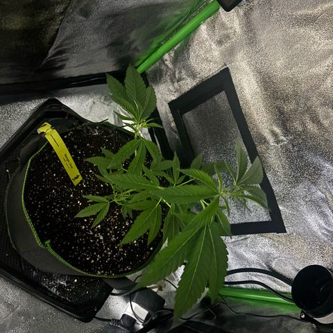 Banger Glue growlog timeline photo