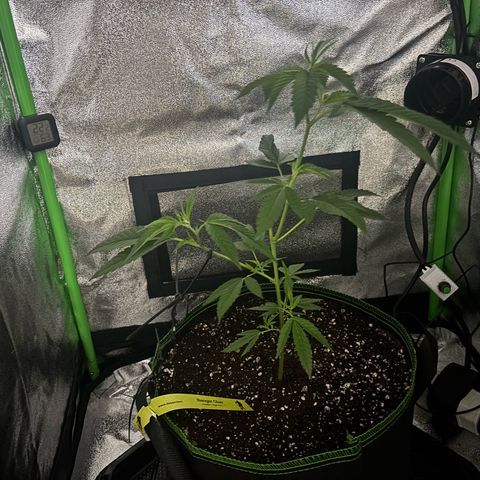 Banger Glue growlog timeline photo