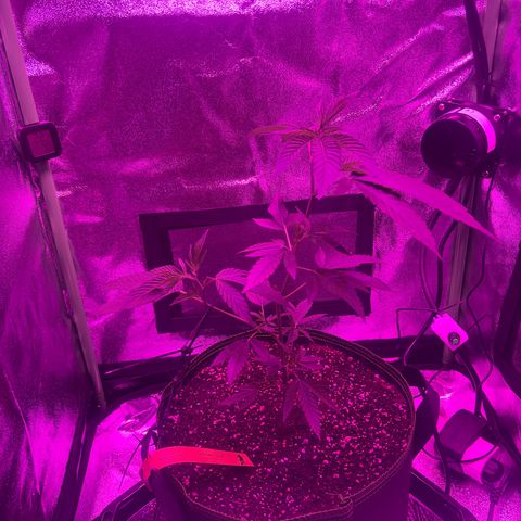 Banger Glue growlog timeline photo