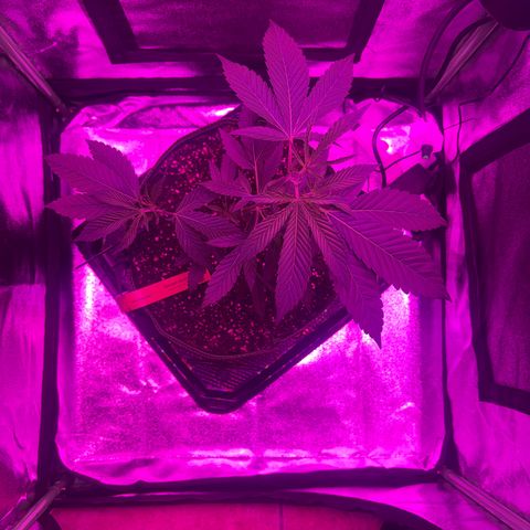 Banger Glue growlog timeline photo