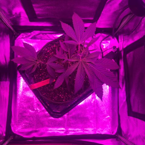 Banger Glue growlog timeline photo