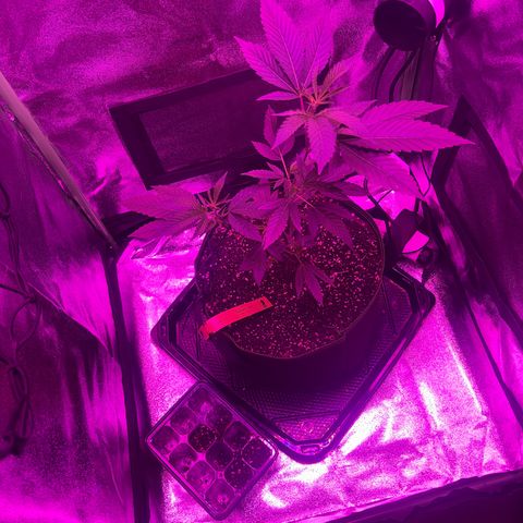 Banger Glue growlog timeline photo