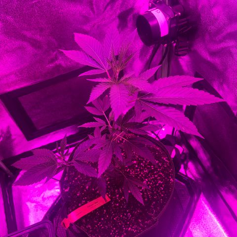 Banger Glue growlog timeline photo