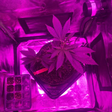 Banger Glue growlog timeline photo