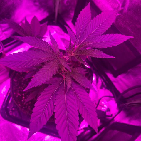 Banger Glue growlog timeline photo