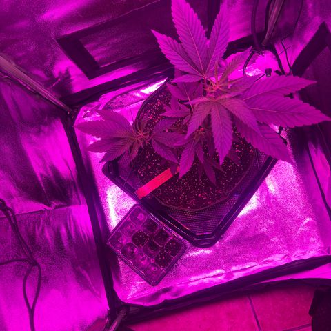 Banger Glue growlog timeline photo